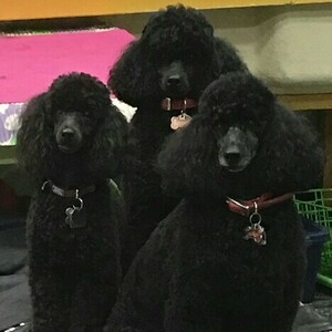 Fundraising Page: Shannon Grzybowski